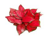 Aglaonema Hongyan TC | Grower's Choice, Macau Collection