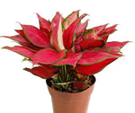 Aglaonema Rich Red TC | Grower's Choice, Macau Collection
