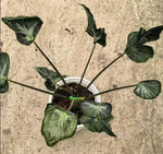 Alocasia teletubbiesr TC | Grower's Choice, Macau Collection