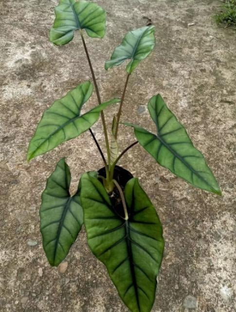 Alocasia 'princeps'narrow TC | Grower's Choice, Macau Collection