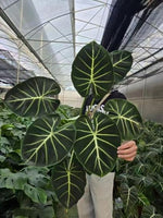 alocasia london eye TC | Grower's Choice, Macau Collection