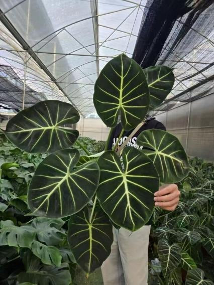 alocasia london eye TC | Grower's Choice, Macau Collection