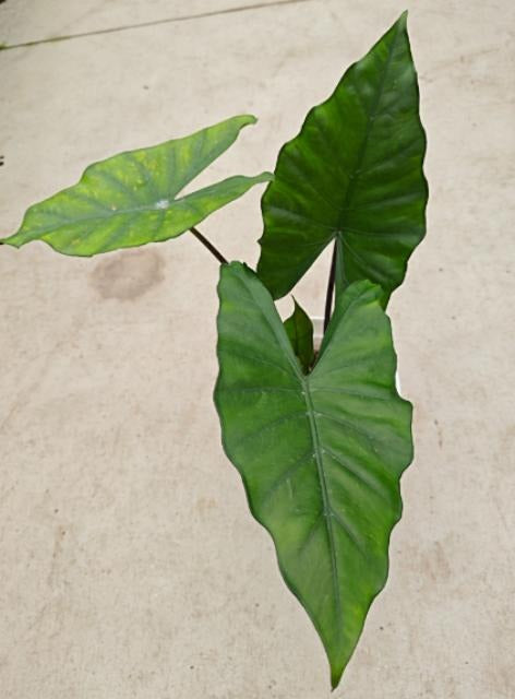 Alocasia sumo TC | Grower's Choice, Macau Collection