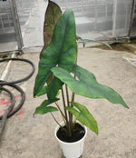 Alocasia 'princeps TC | Grower's Choice, Macau Collection
