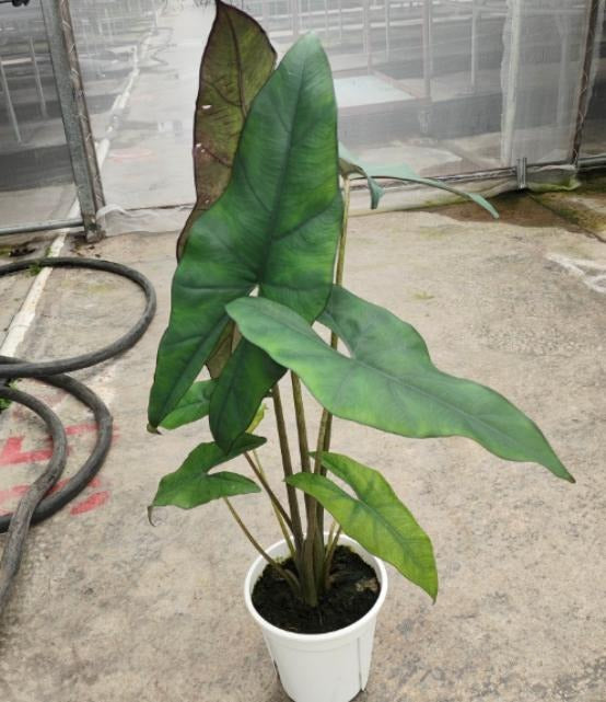 Alocasia 'princeps TC | Grower's Choice, Macau Collection