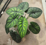 Alocasia green shield TC | Grower's Choice, Macau Collection