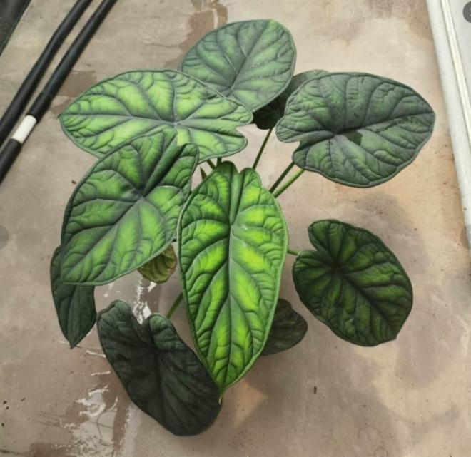 Alocasia green shield TC | Grower's Choice, Macau Collection