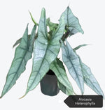 Alocasia heterophylla TC | Grower's Choice, Macau Collection