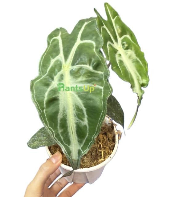 Alocasia Venom TC | Grower's Choice, Macau Collection