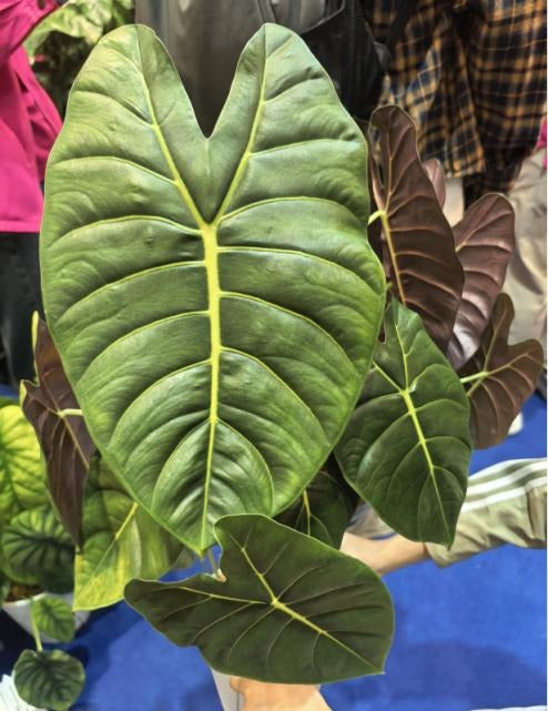 Alocasia golden bone TC | Grower's Choice, Macau Collection