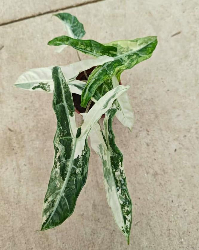 Alocasia longiloba narrow sp borneo ablo TC | Grower's Choice, Macau Collection