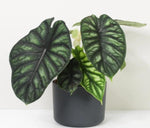 Alocasia Dragon Scale TC | Grower's Choice, Macau Collection