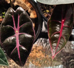 Alocasia longiloba suhirmaniana purple vein TC | Grower's Choice, Macau Collection