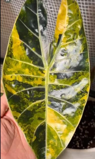 Alocasia Suhirmaniana aurea TC | Grower's Choice, Macau Collection
