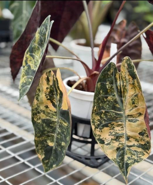 Alocasia sedenii variegated TC | Grower's Choice, Macau Collection