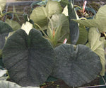 Alocasia Chaii TC | Grower's Choice, Macau Collection