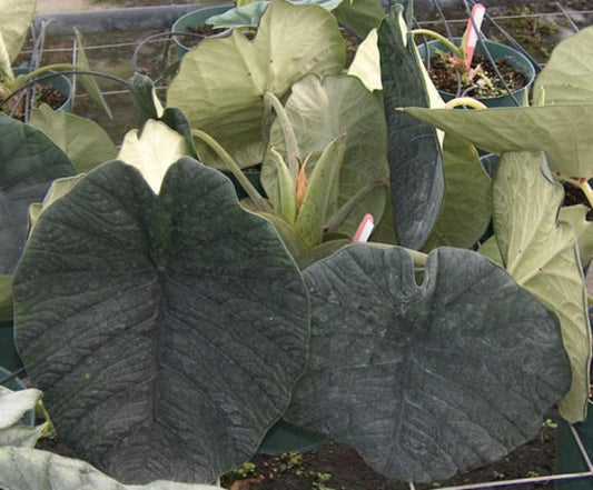 Alocasia Chaii TC | Grower's Choice, Macau Collection