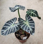 Alocasia 'Bambino' SP TC | Grower's Choice, Macau Collection