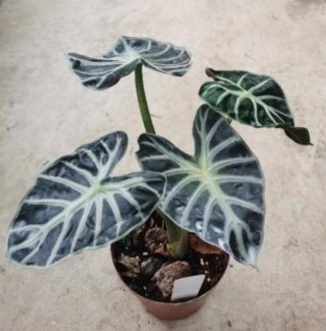 Alocasia 'Bambino' SP TC | Grower's Choice, Macau Collection