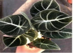 Alocasia 'Black Velvet' TC | Grower's Choice, Macau Collection