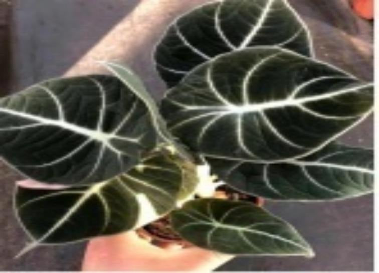 Alocasia 'Black Velvet' TC | Grower's Choice, Macau Collection