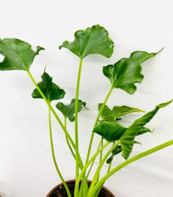 Alocasia triangularis TC | Grower's Choice, Macau Collection