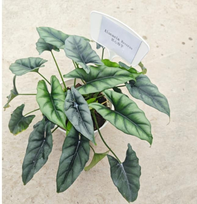 Alocasia Reversa TC | Grower's Choice, Macau Collection