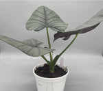 Alocasia nebula 'reginae' TC | Grower's Choice, Macau Collection
