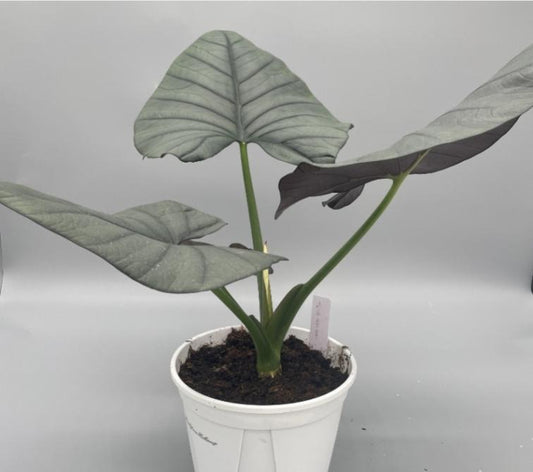 Alocasia nebula 'reginae' TC | Grower's Choice, Macau Collection