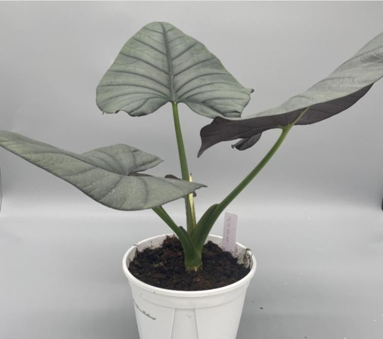 Alocasia nebula 'reginae' TC | Grower's Choice, Macau Collection