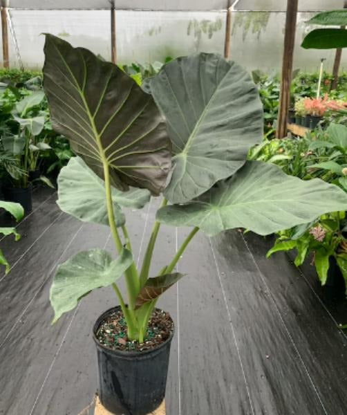 Alocasia 'Regal Shields' TC | Grower's Choice, Macau Collection