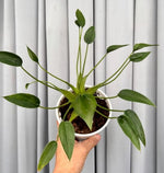 Alocasia 'tiny dancer' TC | Grower's Choice, Macau Collection