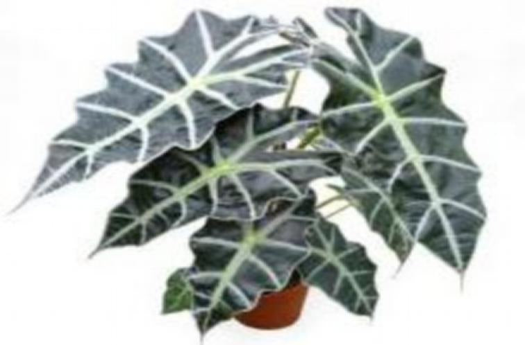 Alocasia 'Dwarf Amazonica' TC | Grower's Choice, Macau Collection