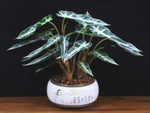 Alocasia Bambino TC | Grower's Choice, Macau Collection