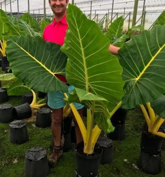 Alocasia newguineagold TC | Grower's Choice, Macau Collection