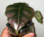 Alocasia Azlanii TC | Grower's Choice, Macau Collection