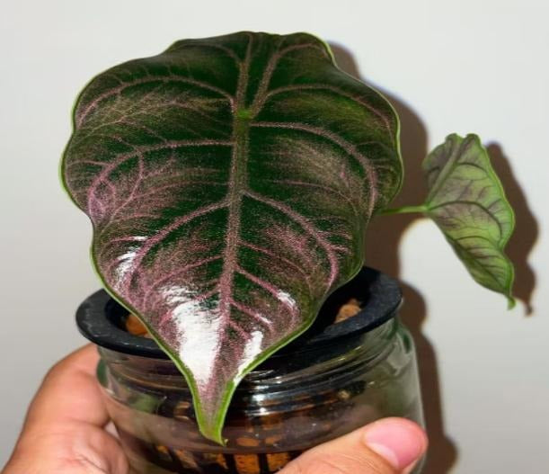 Alocasia Azlanii TC | Grower's Choice, Macau Collection