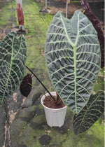Alocasia 'Watsoniana' TC | Grower's Choice, Macau Collection