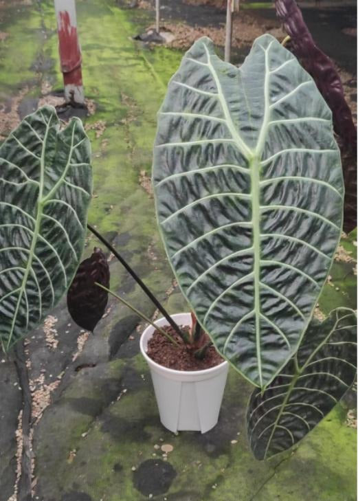 Alocasia 'Watsoniana' TC | Grower's Choice, Macau Collection