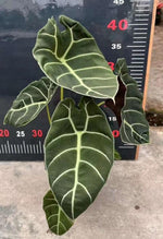 Alocasia Watsoniana/'Pride Of Curup' TC | Grower's Choice, Macau Collection