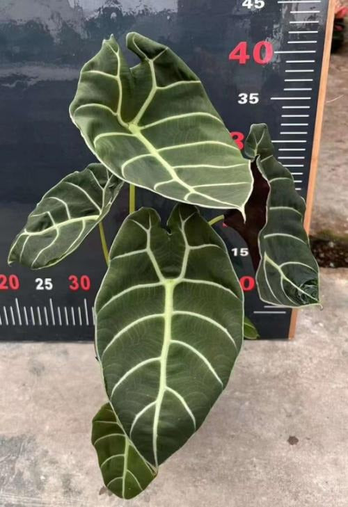 Alocasia Watsoniana/'Pride Of Curup' TC | Grower's Choice, Macau Collection