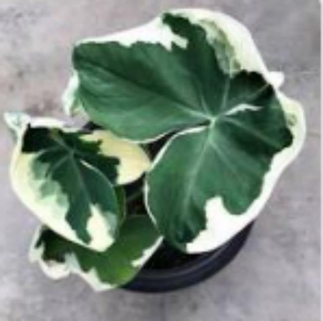 Alocasia Mickey Mouse TC | Grower's Choice, Macau Collection