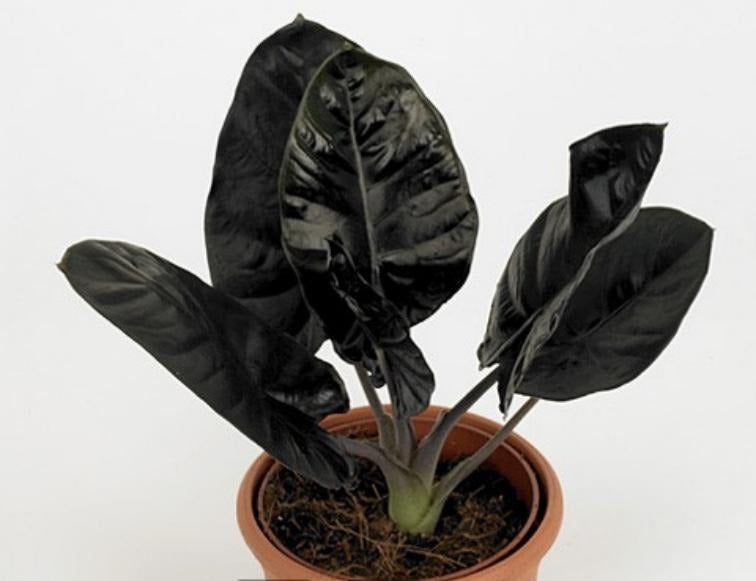 Alocasia Infernalis TC | Grower's Choice, Macau Collection