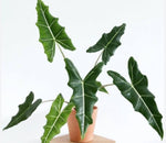Alocasia Sarian TC | Grower's Choice, Macau Collection