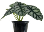 Alocasia Silver Dragon TC | Grower's Choice, Macau Collection