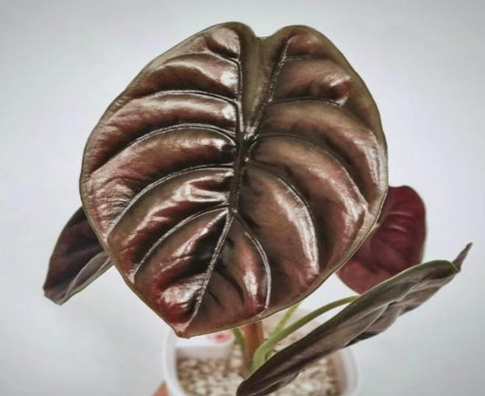 Alocasia Cuprea TC | Grower's Choice, Macau Collection