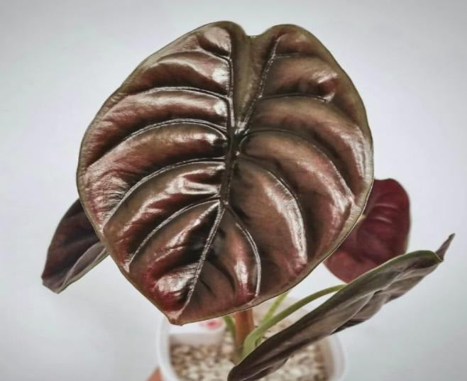 Alocasia Cuprea TC | Grower's Choice, Macau Collection