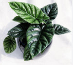 Alocasia Sinuata TC | Grower's Choice, Macau Collection