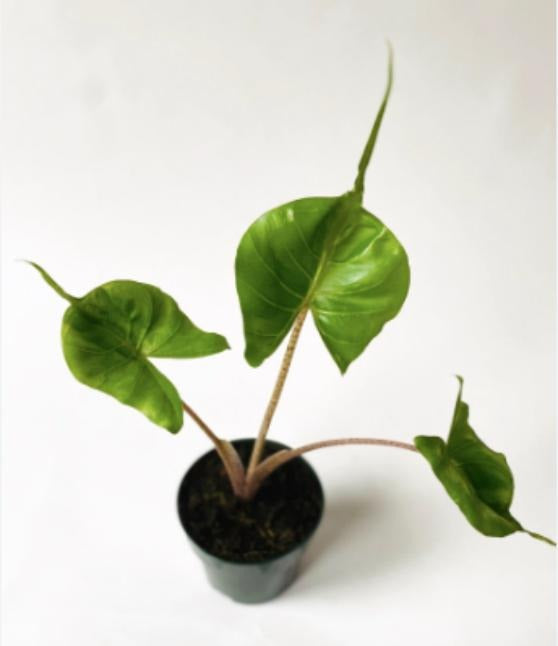 Alocasia Stingray TC | Grower's Choice, Macau Collection