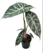 Alocasia Pink Dragon TC | Grower's Choice, Macau Collection